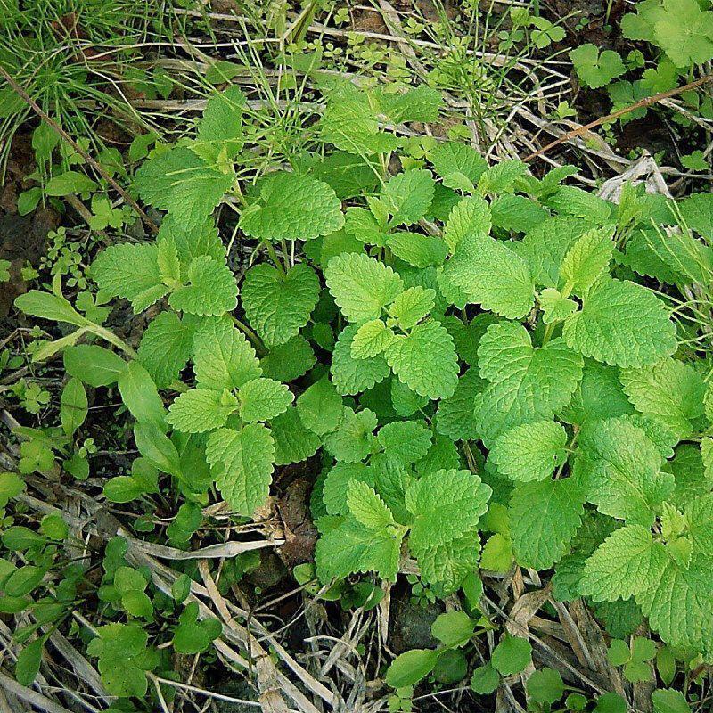 薄荷种子盆栽薄荷苗四季薄荷种孑薄荷