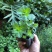 薄荷盆栽可食用留兰香苗驱蚊草室内植物水培薄荷叶柠檬香蜂草