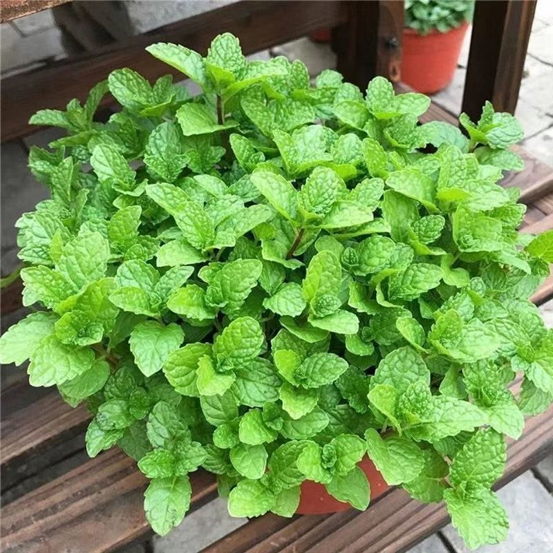 薄荷盆栽可食用留兰香苗驱蚊草室内植物水培薄荷叶柠檬香蜂草