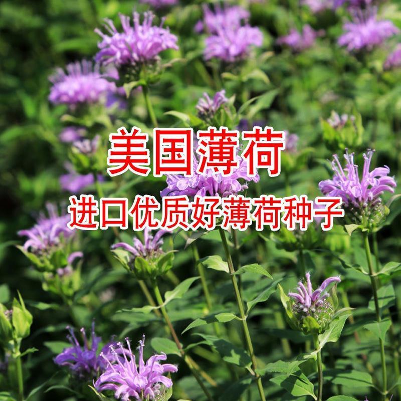 薄荷盆栽可食用留兰香苗驱蚊草室内植物水培薄荷叶柠檬香蜂草
