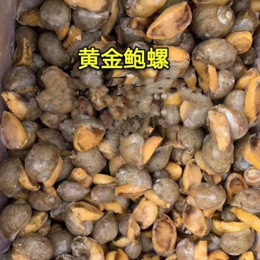 鲜活加工黄金鲍螺干净无沙19斤/件假鲍鱼螺老婆脚捞汁原料