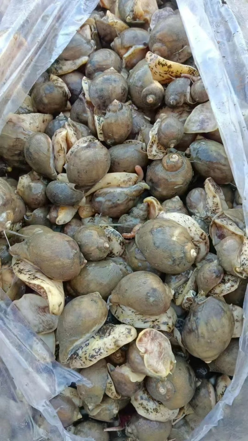 鲜活加工黄金鲍螺干净无沙19斤/件假鲍鱼螺老婆脚捞汁原料