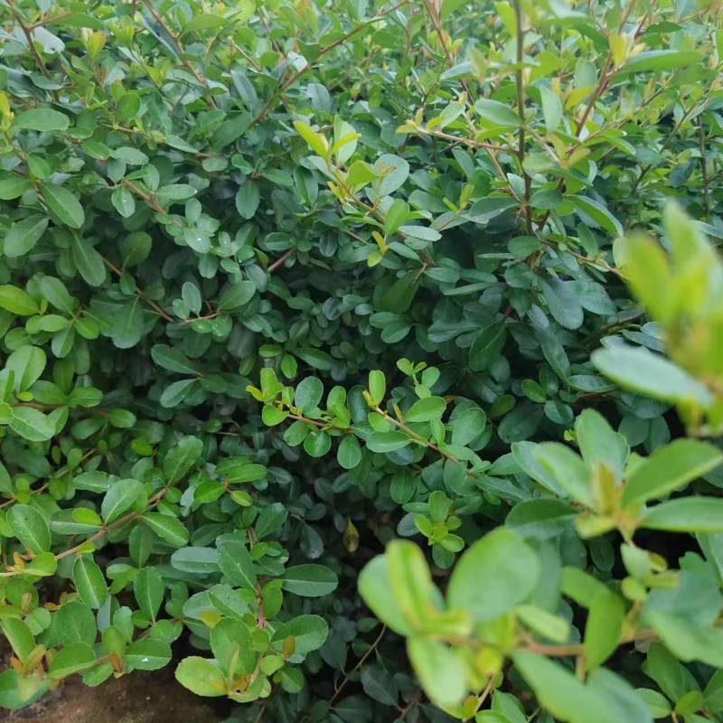 火棘营养杯火棘火棘容器苗陕西火棘基地自产自销