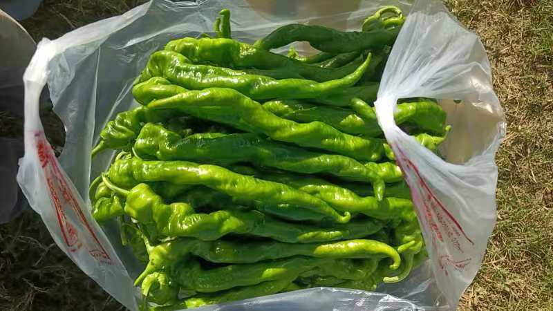 螺丝椒漂亮