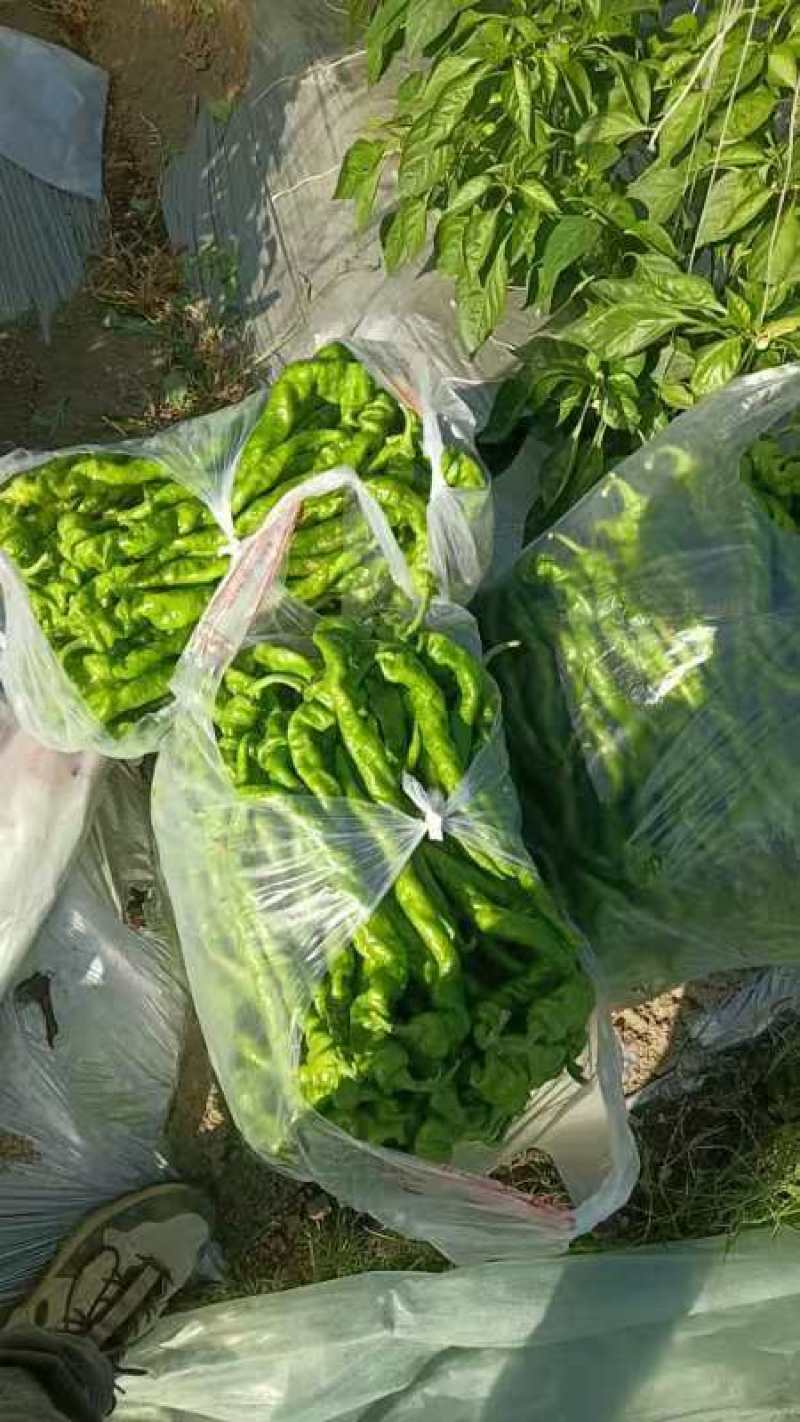 螺丝椒漂亮