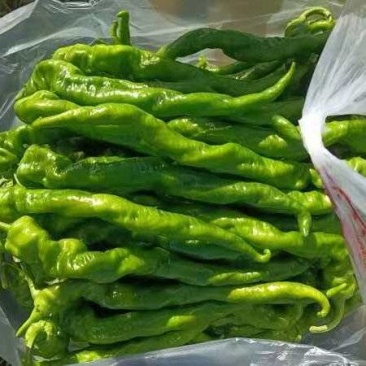 螺丝椒漂亮