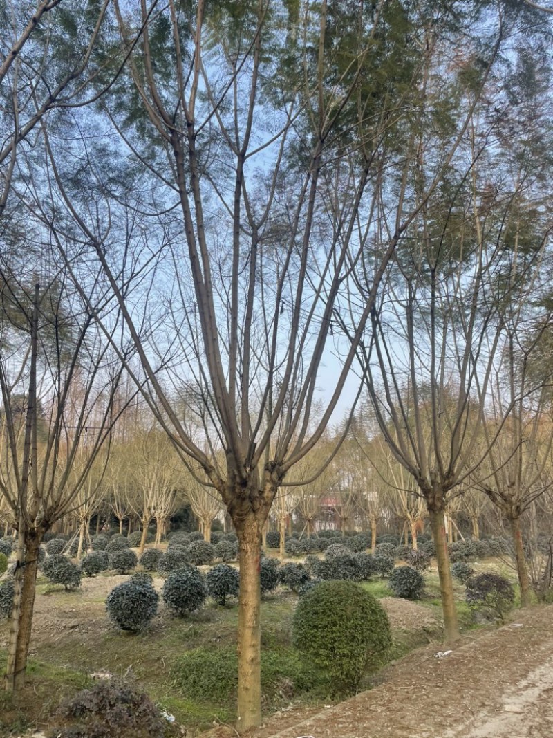 蓝花楹大量有货产地直发常年供应欢迎客商联系