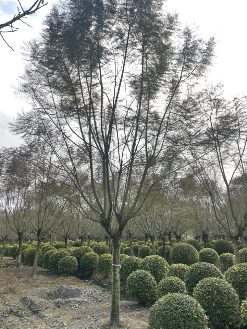 蓝花楹大量有货产地直发常年供应欢迎客商联系