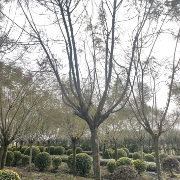 蓝花楹大量有货产地直发常年供应欢迎客商联系