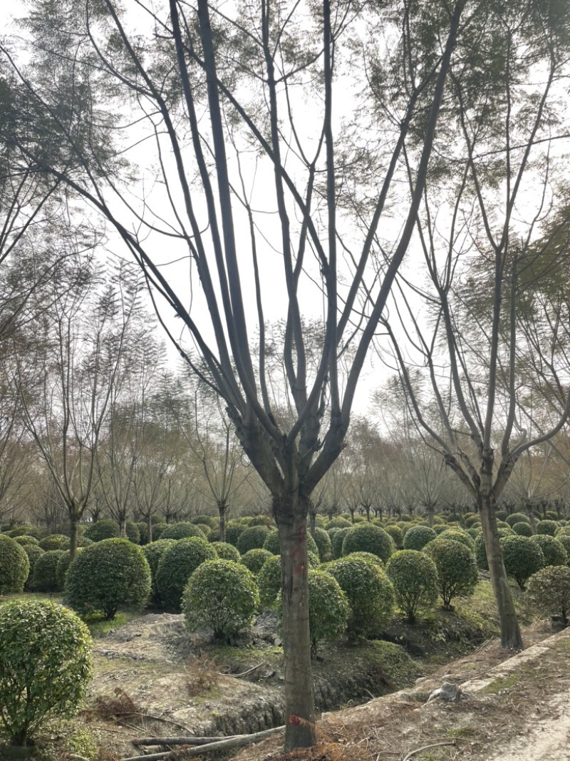 蓝花楹大量有货产地直发常年供应欢迎客商联系