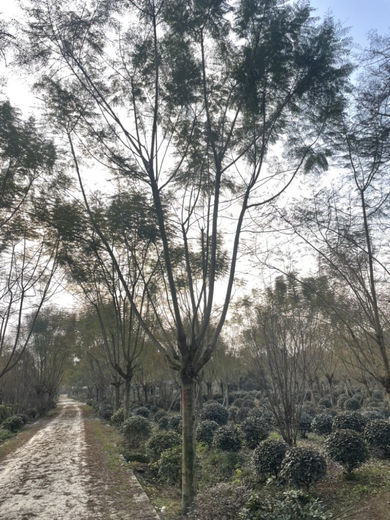 蓝花楹大量有货产地直发常年供应欢迎客商联系