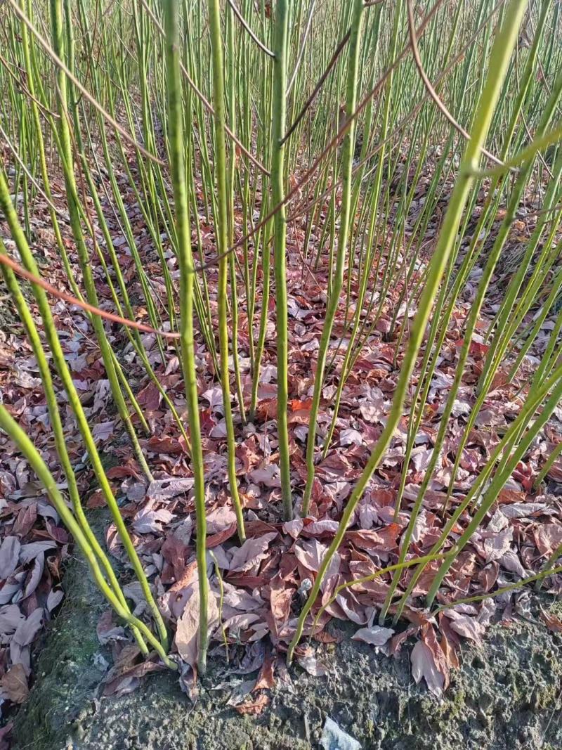 檫木苗成活率高产地直发价格优惠支持视频看货欢迎来电