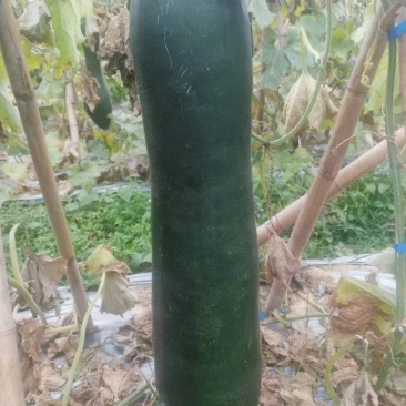黑皮冬瓜，冬瓜长冬瓜冬全国发货档口超市食堂