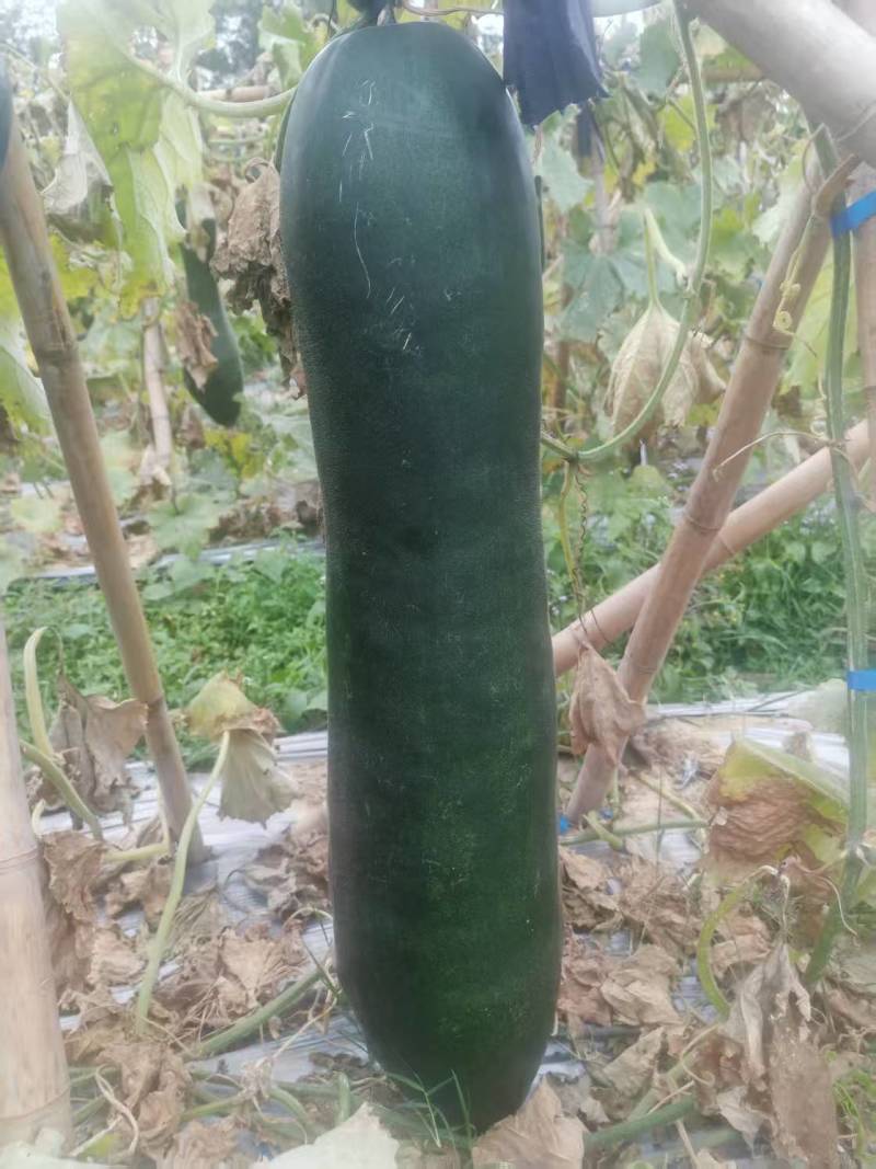 黑皮冬瓜，冬瓜长冬瓜冬全国发货档口超市食堂