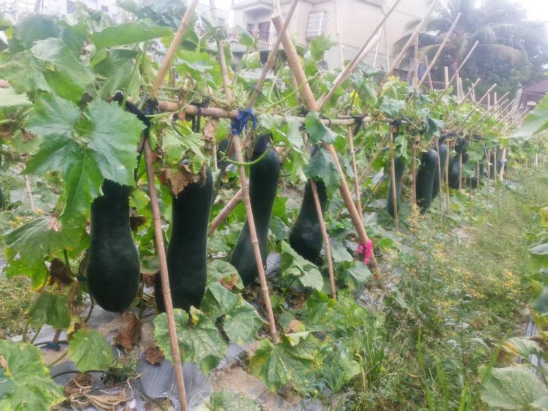 黑皮冬瓜，冬瓜长冬瓜冬全国发货档口超市食堂