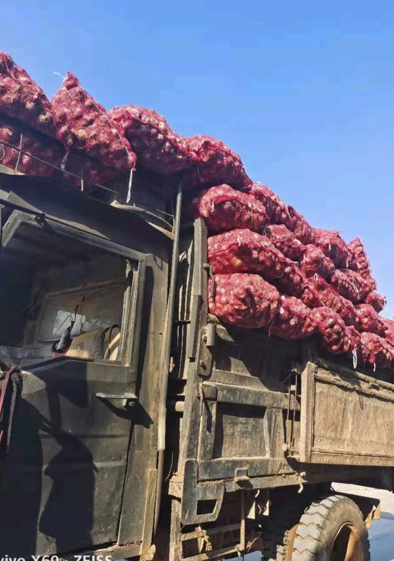 云南紫皮大蒜大量上市产地直发鲜蒜大蒜产地代收