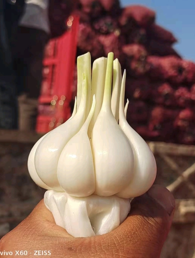 云南紫皮大蒜大量上市产地直发鲜蒜大蒜产地代收