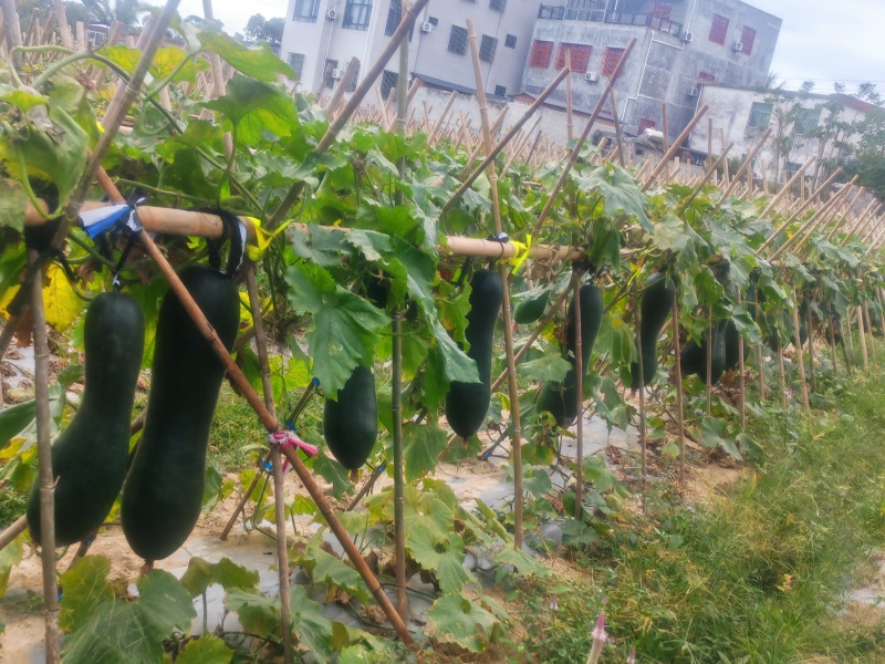 黑皮冬瓜，冬瓜长冬瓜冬全国发货档口超市食堂