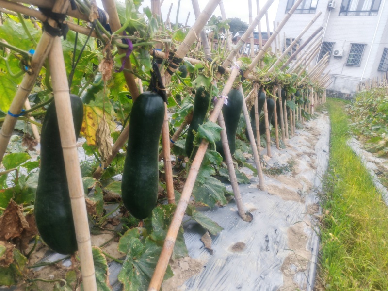 黑皮冬瓜，冬瓜长冬瓜冬全国发货档口超市食堂