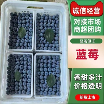 产地直发.精品蓝莓，花香L25，F6，H5，现摘现发。