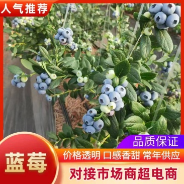 山东蓝莓.口感香甜，F6，花香L25.发全国