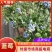 山东蓝莓.口感香甜，F6，花香L25.发全国