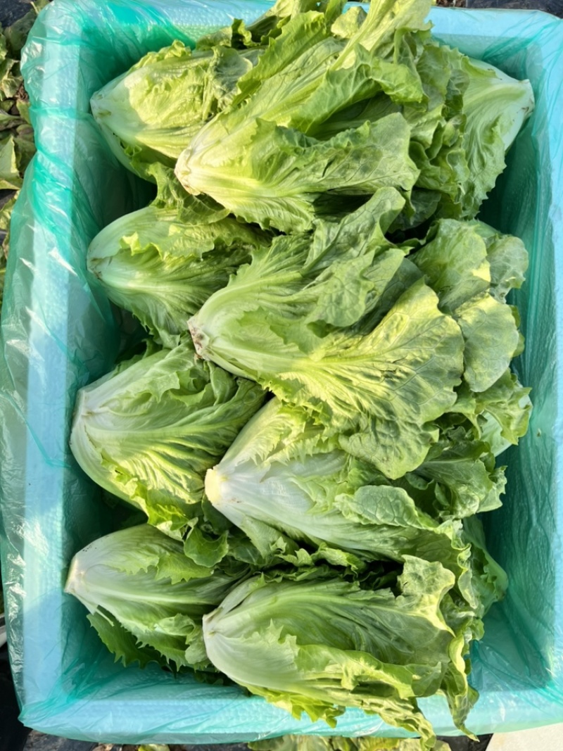 精品大利。支持各种包装