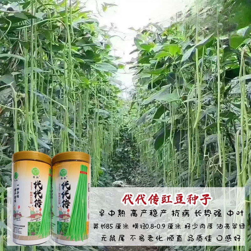 代代传豇豆种子翠绿厚肉长荚高产耐老化籽少商品性佳农家春秋