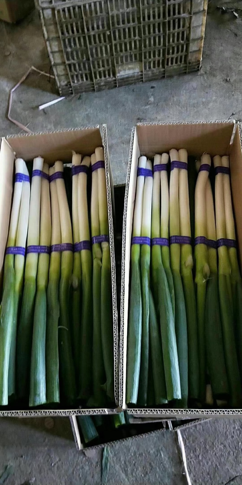 漳浦大葱