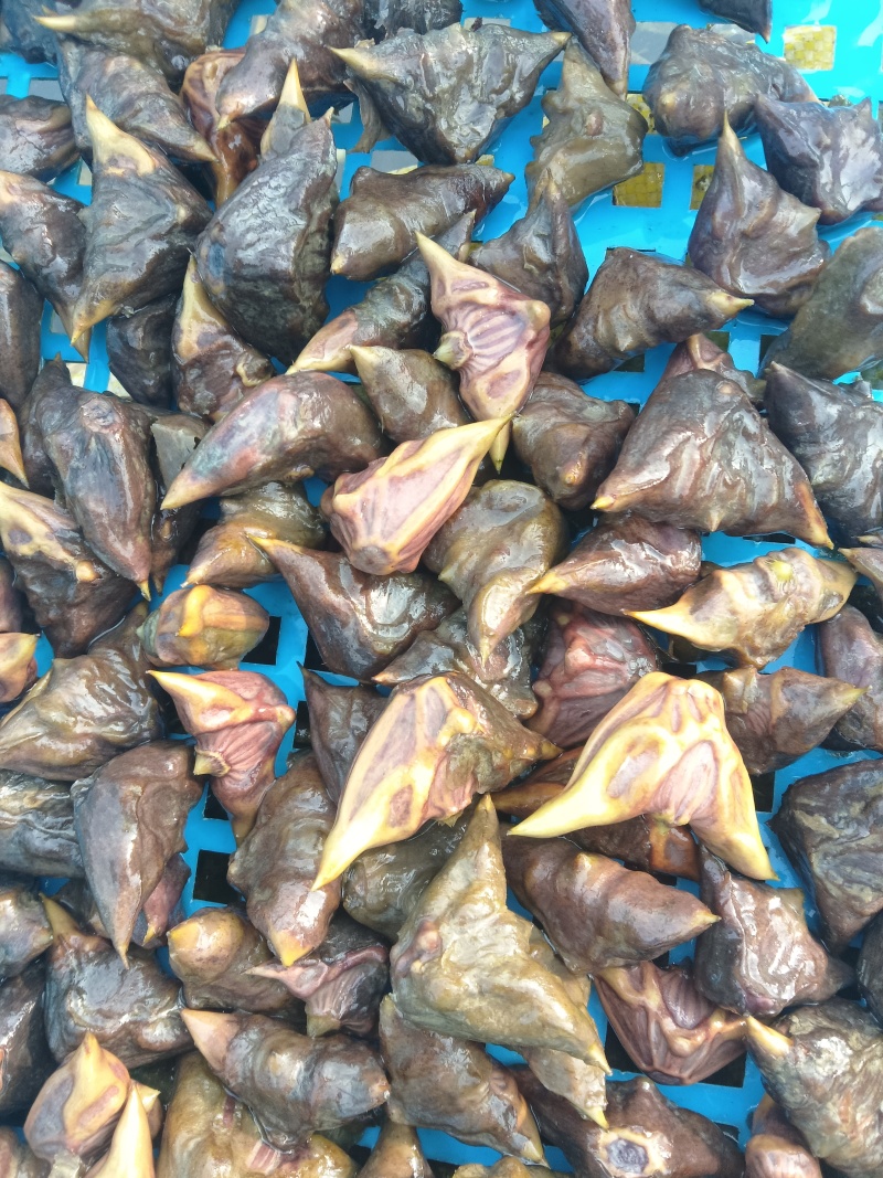 青红菱脱皮种子有货待售中，需要的老板联我。