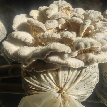 白参菌干货