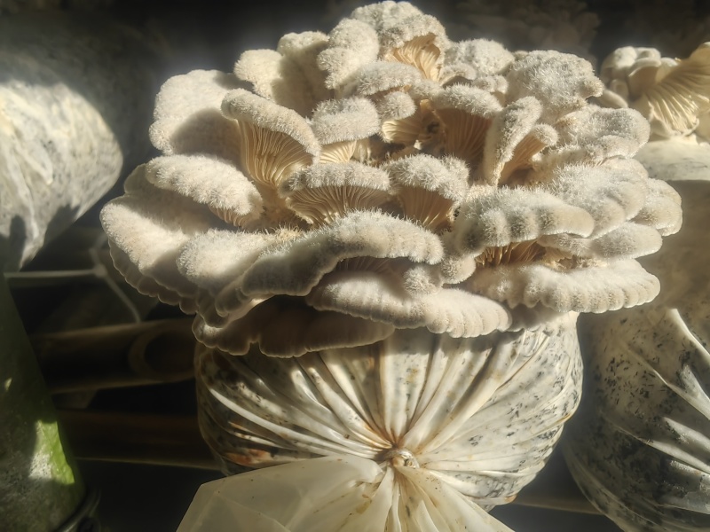 白参菌干货