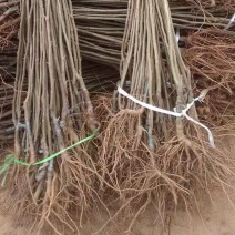 福建建瓯纯正锥栗苗处暑红乌壳长芒乌壳油栗等多年品种