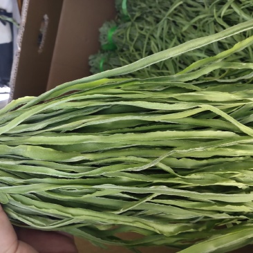 云南高山贡菜
