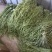 云南高山贡菜
