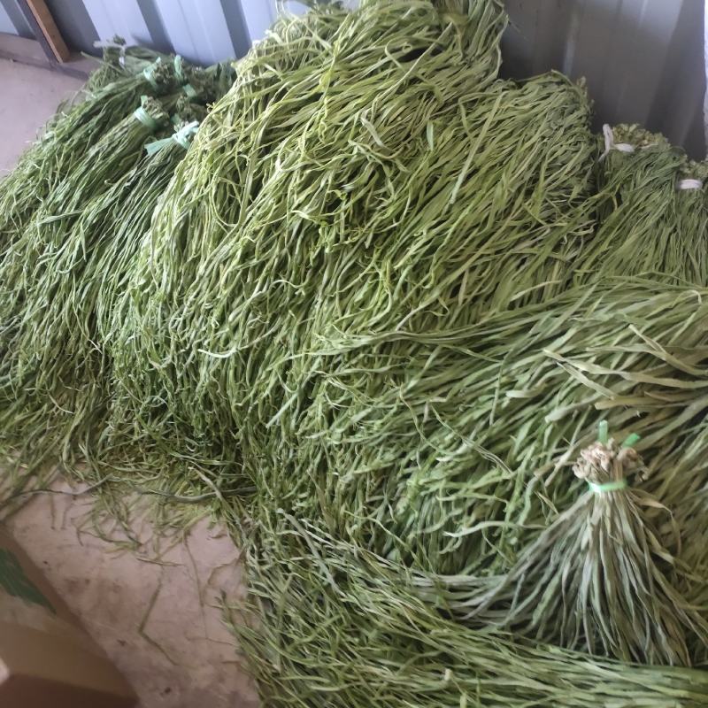云南高山贡菜