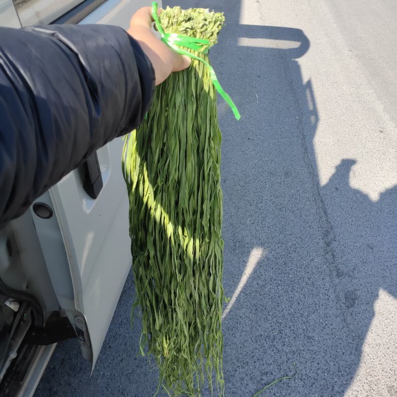 云南高山贡菜