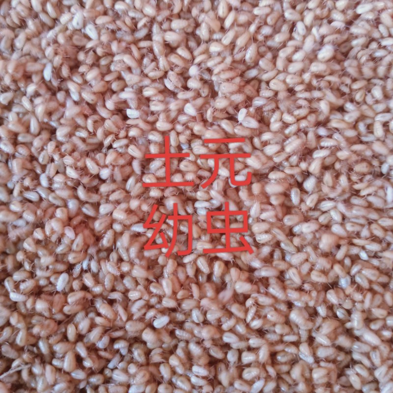 土元幼虫小土鳖虫幼苗中华土元苗土元卵块养殖技术指导