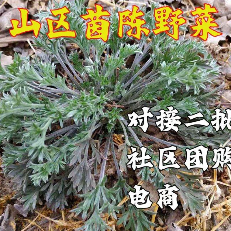茵陈白蒿新鲜供应代办批发社区团购电商