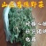 茵陈白蒿新鲜供应代办批发社区团购电商