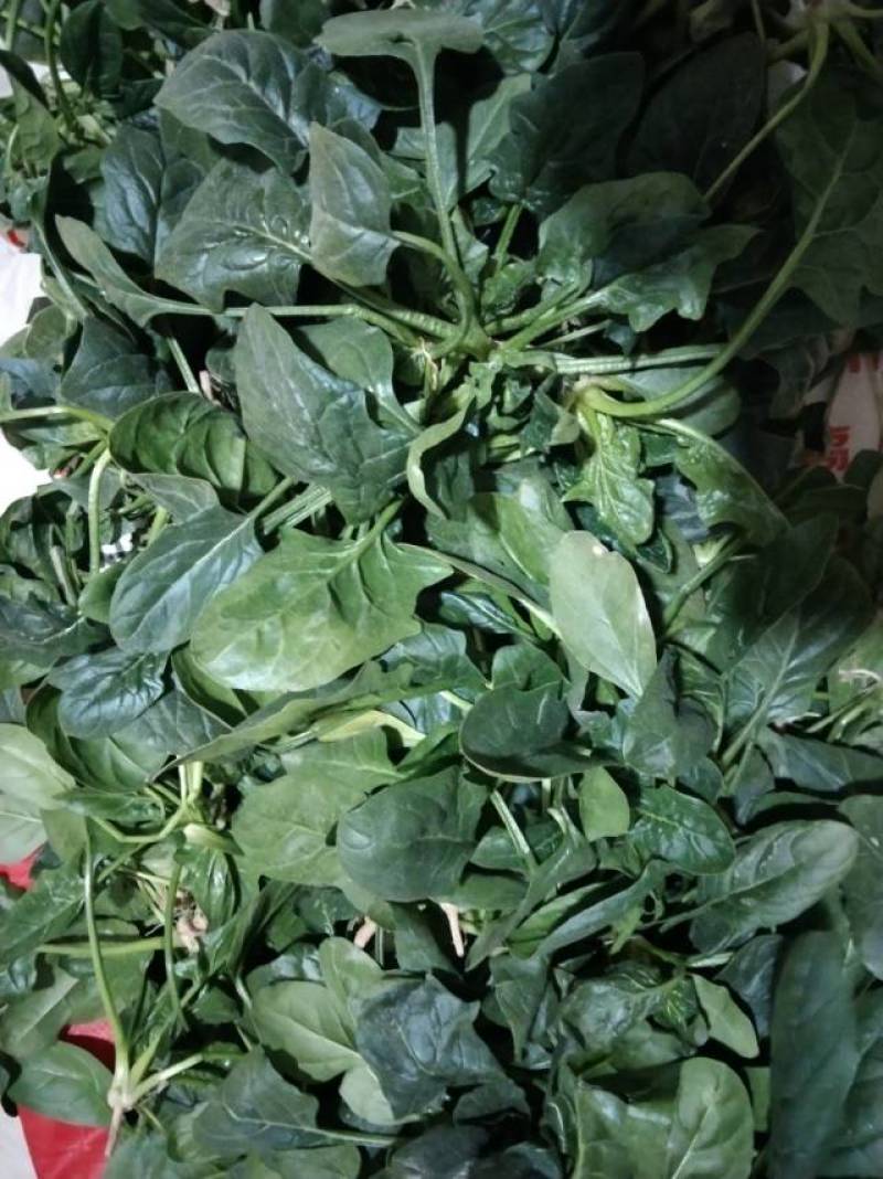 出售大叶菠菜