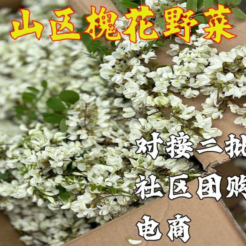 槐花洋槐花批发二批一件代发电商供货