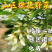 槐花洋槐花批发二批一件代发电商供货