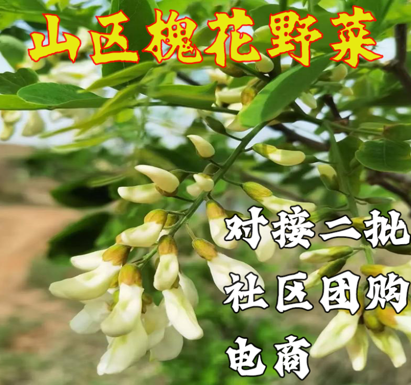 槐花洋槐花批发二批一件代发电商供货