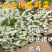 槐花洋槐花批发二批一件代发电商供货