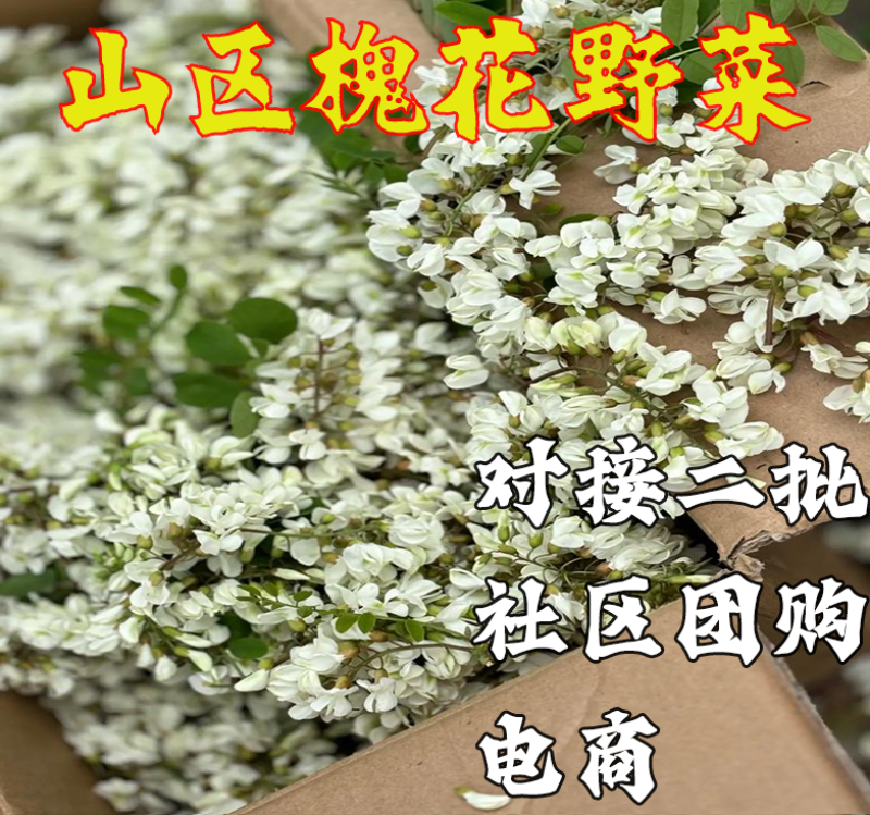 槐花洋槐花批发二批一件代发电商供货