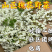 槐花洋槐花批发二批一件代发电商供货