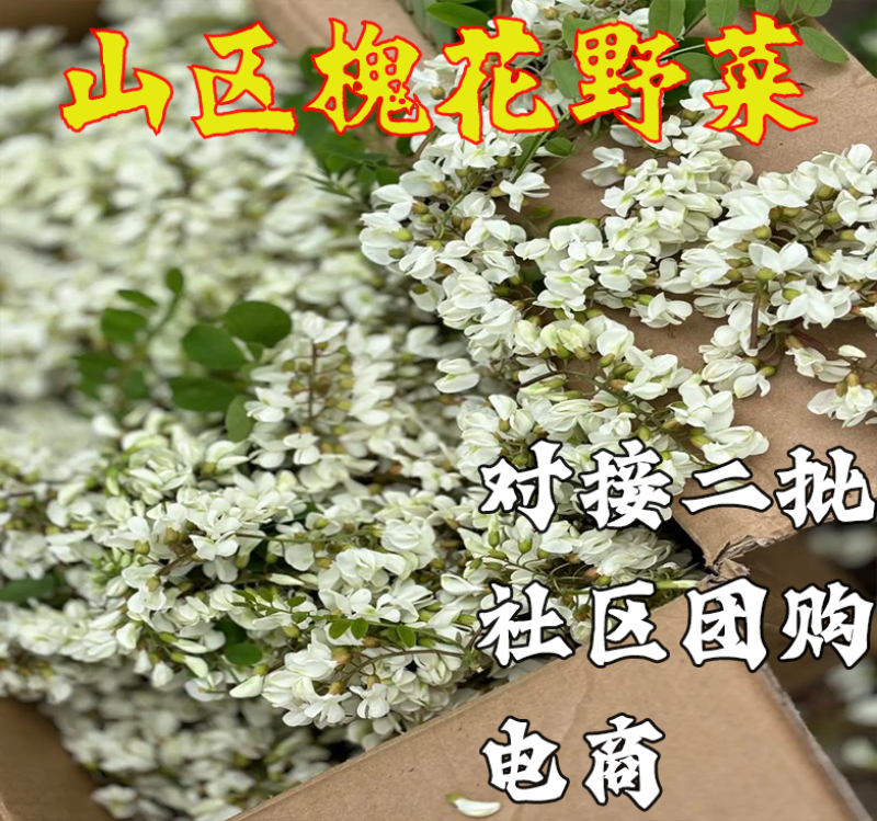 槐花洋槐花批发二批一件代发电商供货