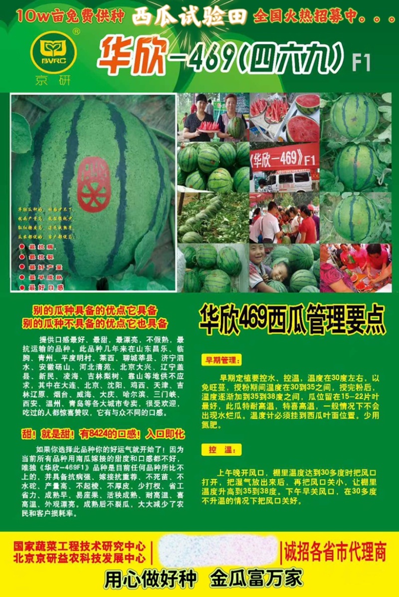 京研种业华欣469西瓜种子耐高温、不水坨、抗病、高产量