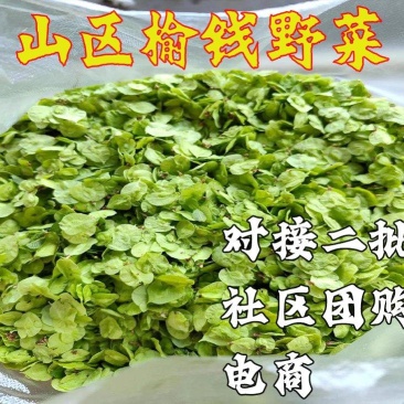 榆钱榆树榆钱批发一件代发电商团购